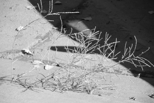 Tumbleweed_Street